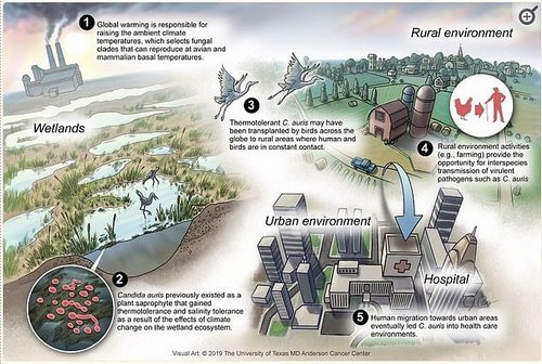 Researchers theorized emergence of C auris
