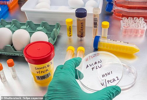 Under UK health policy however, vaccinating chickens is currently illegal. But the Animal and Plant Health Agency, an arm of DEFRA, is currently looking at potential candidate vaccines for humans in the UK, if the virus spills over into people. 'The number of laying hens available to produce eggs for vaccine production has already been compromised and is vulnerable to a complete destruction of the egg producing flock leaving us with limited production capacity,' Mr Fulton said
