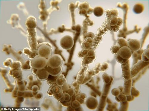 C auris is a microscopic yeast strain, which has now been detected in over half of American states