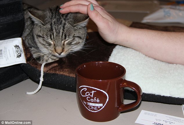 Concern: However, researchers have found that kittens in trendy cat cafes have higher rates of sickness than those in foster care (stock image)