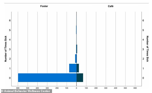 Illness rates: This graphic shows that cats in cat cafés are proportionately sick more times than those in foster care