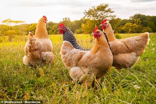 Are free-range eggs worth the extra money? I would say a big yes