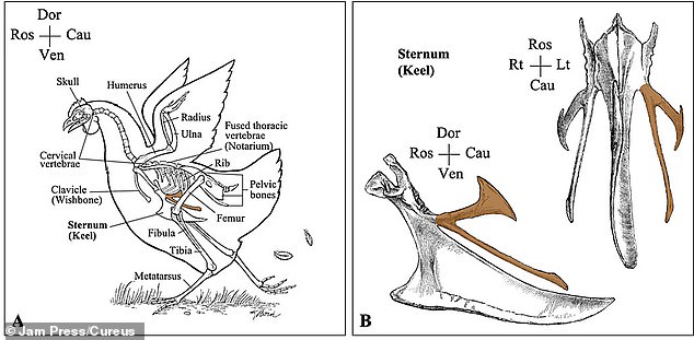 The bone came from near a chicken's ribcage (indicated above by the brown shading). It differs from a wishbone, which comes from near a chicken's neck