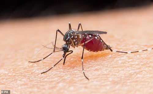 Researchers put the nylon sleeves used by study participants in a mesh-covered cup filled with adult female Aedes aegypti mosquitoes — a species known to spread diseases including yellow fever, Zika and dengue. Only female mosquitoes were used, as they feed on blood - male mosquitos conversely feed exclusively on plant nectar