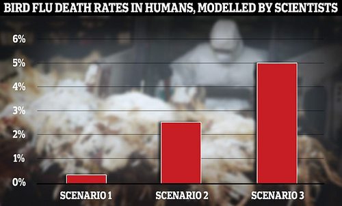UK scientists tasked with developing 'scenarios of early human transmission' of bird flu have warned that five per cent of infected people could die if the virus took off in humans (shown under scenario three).&nbsp;&nbsp;Under another scenario, the scientists assumed 1 per cent of those infected would be hospitalised and 0.25 per cent would die ¿ similar to how deadly Covid was in autumn 2021 (scenario one).&nbsp;The other saw a death rate of 2.5 per cent (scenario two)