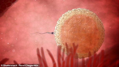The fertile window is much wider than just two days because sperm can live for longer in the woman's body, it can be up to a week