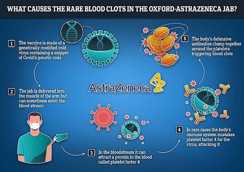 In a very small number of cases — about one in 100,000 in the UK — the vaccine can set off a chain reaction which leads to the body confusing its own blood platelets for fragments of virus. The shell of the vector vaccine — the weakened cold virus used to teach cells how to neutralise Covid — sometimes acts like a magnet and attracts platelets, a protein found in the blood. For reasons the scientists are still probing, the body then mistakes these clumps as a threat and produces antibodies to fight them. The combination of the platelets and the antibodies clumping together leads to the formation of dangerous blood clots
